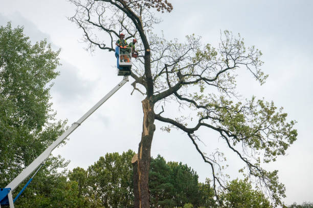 Best Tree Health Inspection  in Bardonia, NY