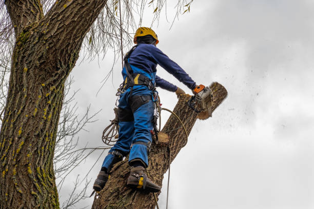 How Our Tree Care Process Works  in  Bardonia, NY