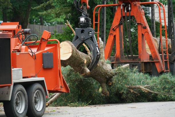 Best Storm Damage Tree Cleanup  in Bardonia, NY