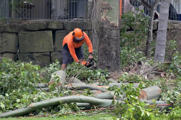 Best Stump Grinding and Removal  in Bardonia, NY