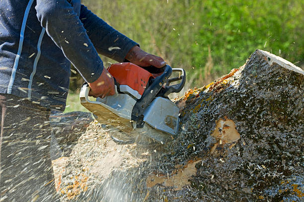 Trusted Bardonia, NY Tree Services Experts